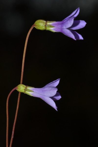 Isotoma scapigera, photographed by T. Hammer