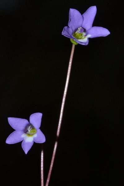 Isotoma scapigera, photographed by T. Hammer