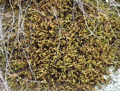 Braunia secunda, photographed by Nicola van Berkel