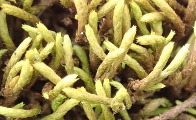 Braunia secunda, photographed by Nicola van Berkel