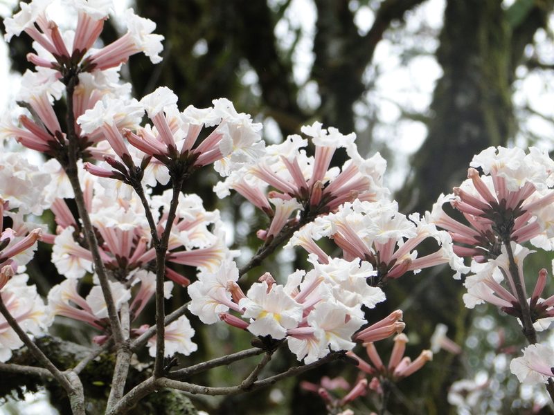 Tabebuia roseoalba, photographed by Diogo Luiz