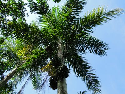 Bactris gasipaes, photographed by Diogo Luiz
