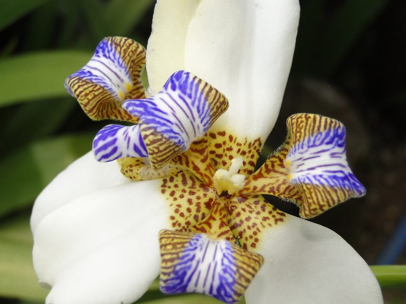 Trimezia northiana, photographed by Diogo Luiz