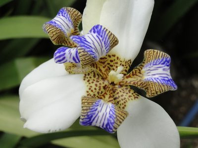 Trimezia northiana, photographed by Diogo Luiz