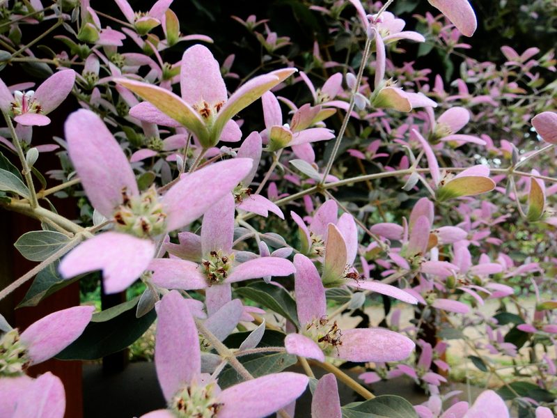 Congea tomentosa, photographed by Diogo Luiz