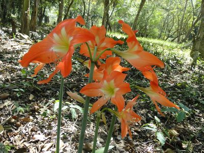 Hippeastrum striatum, photographed by Diogo Luiz