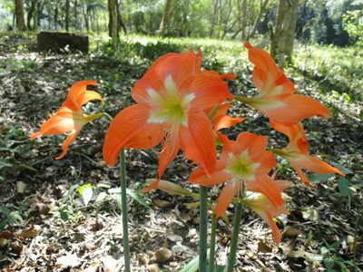 Hippeastrum striatum, photographed by Diogo Luiz
