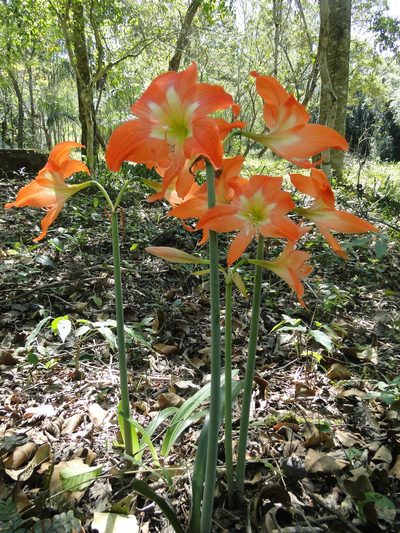 Hippeastrum striatum, photographed by Diogo Luiz