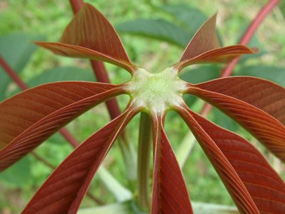 Pseudobombax grandiflorum, photographed by Diogo Luiz