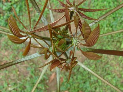 Pseudobombax grandiflorum, photographed by Diogo Luiz