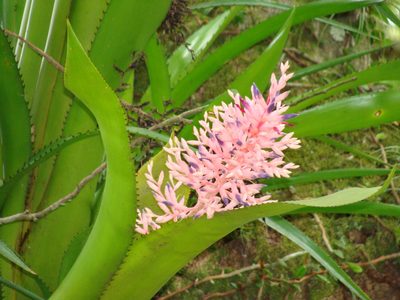 Aechmea purpureorosea, photographed by Diogo Luiz