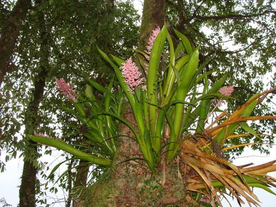 Aechmea purpureorosea, photographed by Diogo Luiz