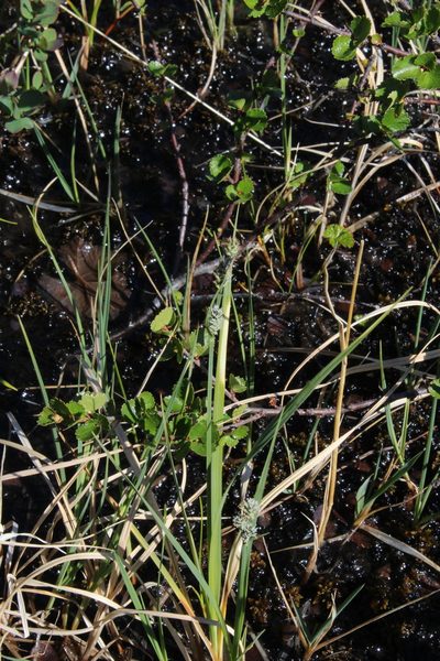 Carex adelostoma, photographed by Dmitriy Bochkov