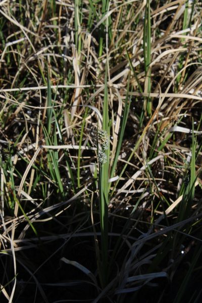Carex adelostoma, photographed by Dmitriy Bochkov