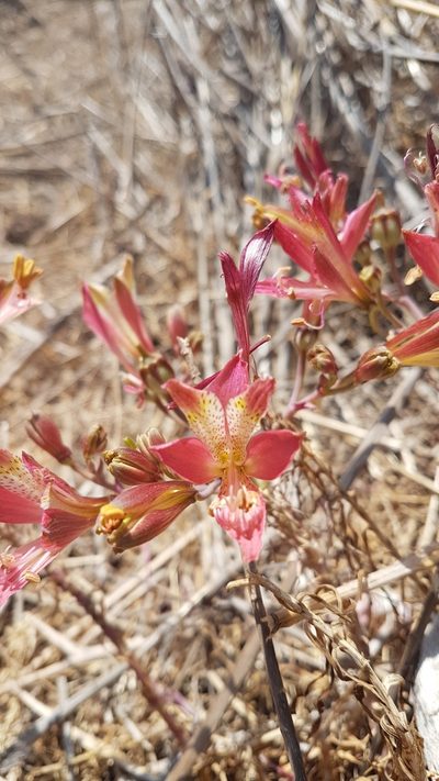 Alstroemeria marticorenae, photographed by Javier Conejeros Gastó