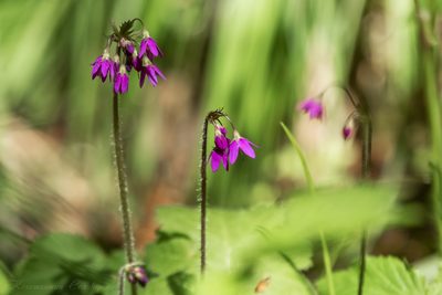 Primula matthioli, photographed by Константин Селивёрстов