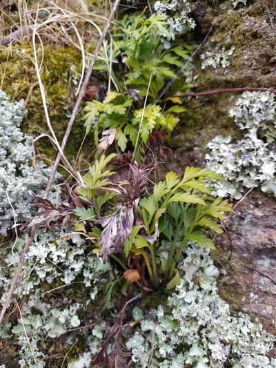 Asplenium haurakiense, photographed by Paul Bell-Butler