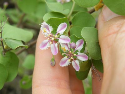 Triaspis glaucophylla, photographed by Antoinette Eyssell Knox