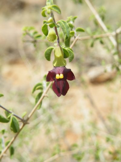 Tinnea rhodesiana, photographed by Antoinette Eyssell Knox
