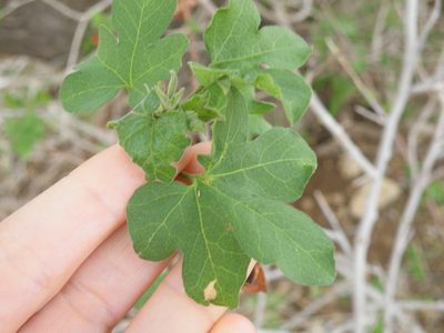 Gossypium herbaceum, photographed by Antoinette Eyssell Knox