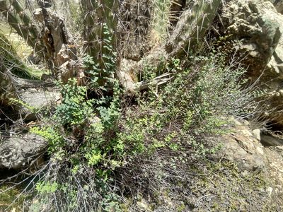 Argyrochosma nivea, photographed by Alfredo F. Fuentes Claros