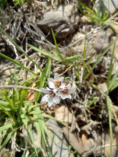 Nothoscordum andicola, photographed by Alfredo F. Fuentes Claros