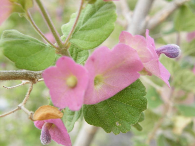 Karomia speciosa, photographed by Antoinette Eyssell Knox