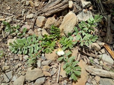 Hypseocharis pimpinellifolia, photographed by Alfredo F. Fuentes Claros