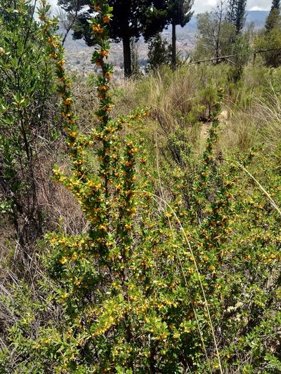 Berberis boliviana, photographed by Alfredo F. Fuentes Claros