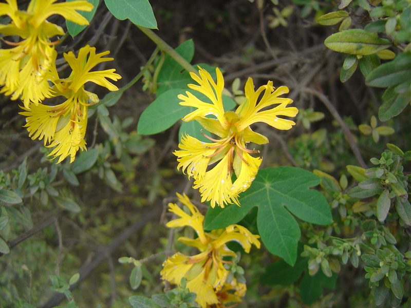 Tropaeolum seemannii, photographed by Alfredo F. Fuentes Claros