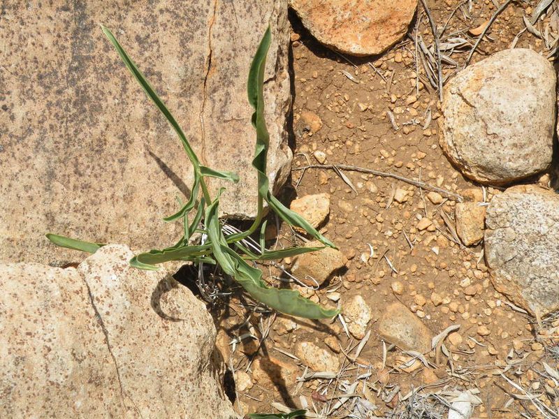 Stylochaeton sekhukhuniense, photographed by Antoinette Eyssell Knox