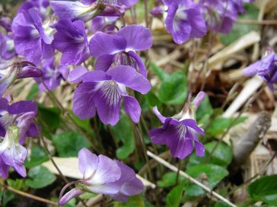 Viola obtusa, photographed by Yoshimasa Uchiyama