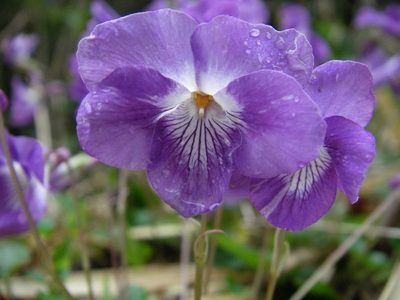 Viola obtusa, photographed by Yoshimasa Uchiyama