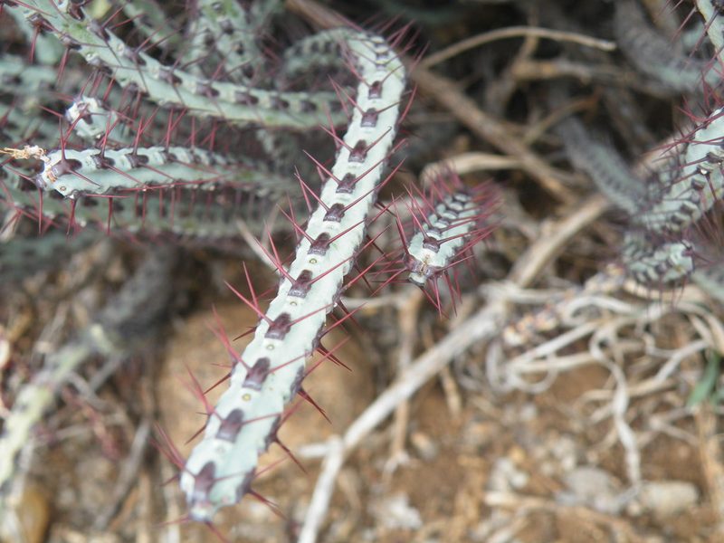 Euphorbia steelpoortensis, photographed by Antoinette Eyssell Knox