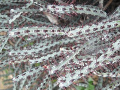 Euphorbia steelpoortensis, photographed by Antoinette Eyssell Knox