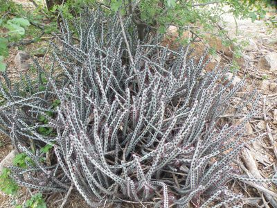 Euphorbia steelpoortensis, photographed by Antoinette Eyssell Knox
