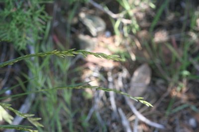 Melica californica, photographed by runcator