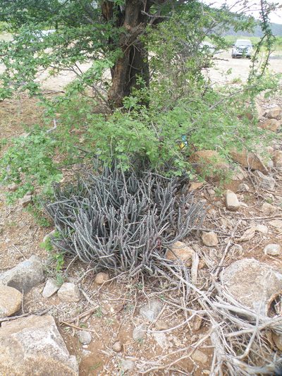 Euphorbia steelpoortensis, photographed by Antoinette Eyssell Knox