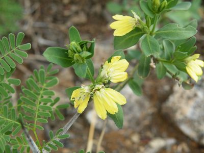 Justicia odora, photographed by Antoinette Eyssell Knox