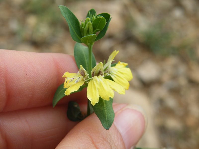 Justicia odora, photographed by Antoinette Eyssell Knox