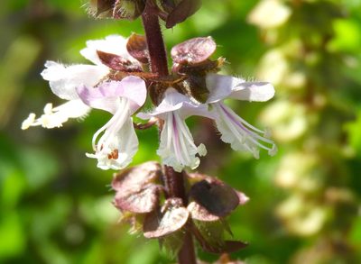 Ocimum basilicum, photographed by Francisco Farriols Sarabia