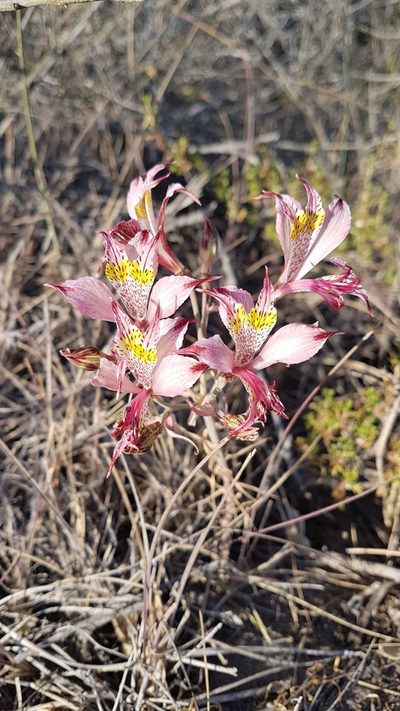 Alstroemeria hookeri, photographed by Javier Conejeros Gastó