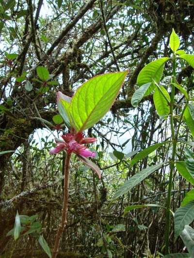 Columnea machupicchuensis, photographed by Matt Schultz