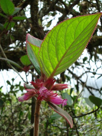 Columnea machupicchuensis, photographed by Matt Schultz