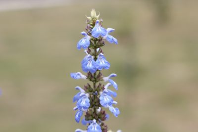 Salvia uliginosa, photographed by Romi Galeota Lencina