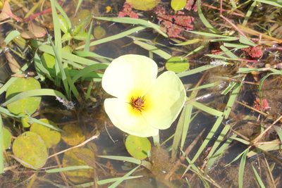 Hydrocleys nymphoides, photographed by Romi Galeota Lencina