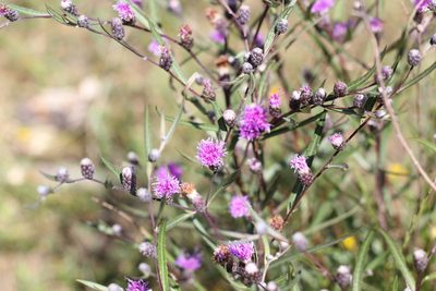 Lessingianthus rubricaulis, photographed by Romi Galeota Lencina