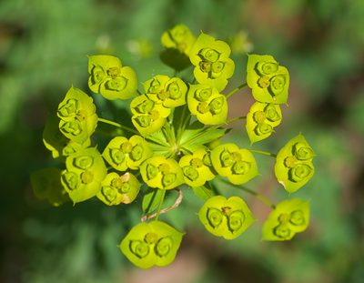 Euphorbia niciciana, photographed by katunchik