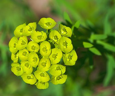 Euphorbia niciciana, photographed by katunchik