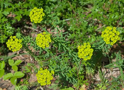 Euphorbia niciciana, photographed by katunchik